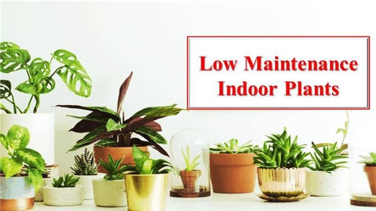 Low Maintenance Indoor plants for this Summer