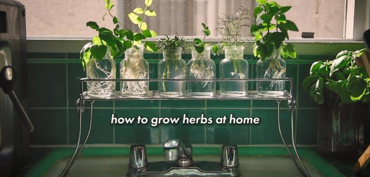 How To Plant Herbs At Home