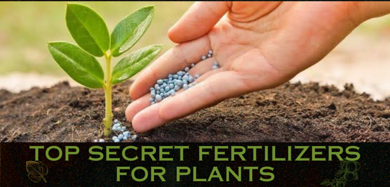 Top Secret Fertilizers For Plants